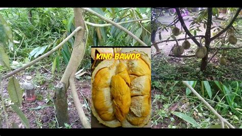 Kalo kamu ingin memiliki payudara yang kencang dan besarr kamu bisa melakukan cara membuat payudara kencang besar yang akan. Cara membuat bibit Durian cepat besar dan tumbuh subur ...