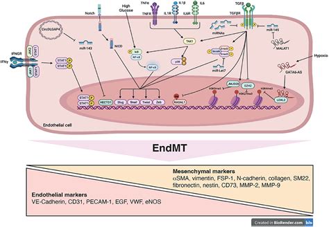 Frontiers Endothelial Cell Phenotype A Major Determinant Of Venous