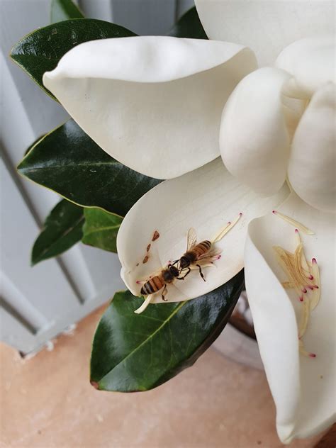 These Two Bees In My Magnolia Flower Look Like Theyve Just Overcome