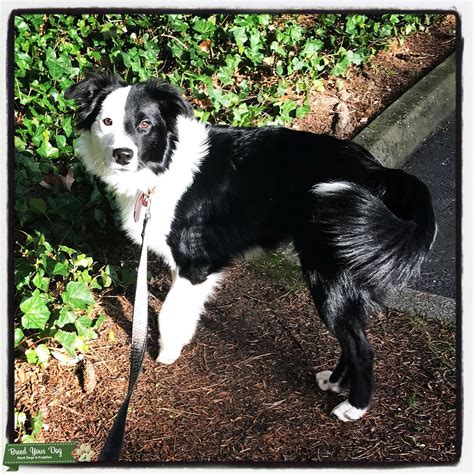 Blackwhite Border Collie Male Stud Dog In Snohomish The United