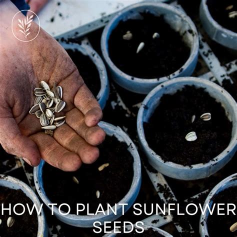 How To Plant Sunflower Seeds 🌻 🌱 A Step By Step Guide To Sun Kissed Blooms
