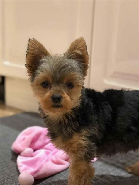 Learn all about teacup pigs and why you may want to consider adding a different pet to the family. Vote for cutest dog Contest 2018 By dogmal.com