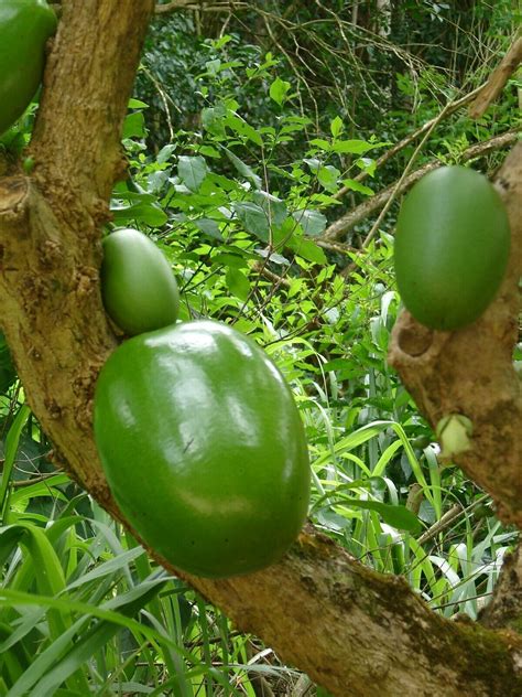Green unripe fruit of the calabash tree crescentia cujete. Polynesian Produce Stand : ~LA'AMI~ HUGE FRUITS Calabash ...
