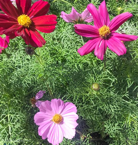 16 Annuals That Bloom All Summer Long Natalie Linda