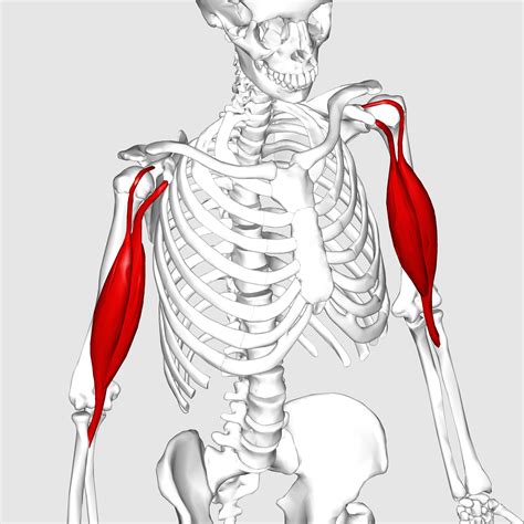 Filebiceps Brachii Muscle02png