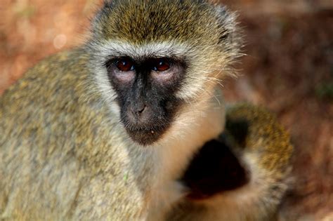Images Gratuites Faune Afrique Mammifère Primate Vertébré Safari