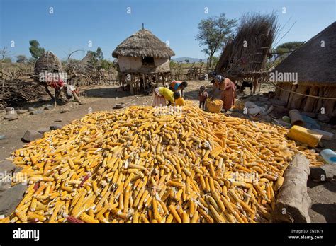 Harvesting Maize Africa Hi Res Stock Photography And Images Alamy