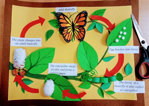 3d Butterfly Life Cycle Craft Printable