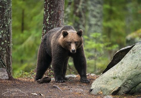 Swedish Brown Bears