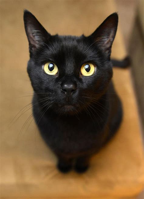 Bombay Cat History Personality Appearance Health And Pictures