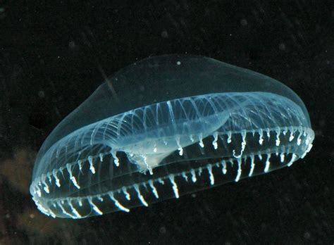 Crystal Jelly Aequorea Victoria Is A Small Bioluminescent Jellyfish