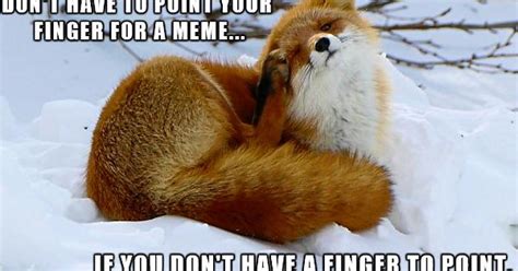 Sly Fox Imgur