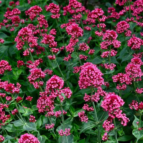 Jupiters Beard Seeds Centranthus Ruber Red Valerian Flower Seed