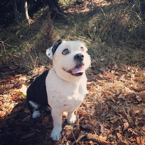 Check out our pet grooming selection for the very best in unique or custom, handmade pieces from our pet grooming shops. Pin on PetCompared. Pet products. Pet friendly places. Pet ...