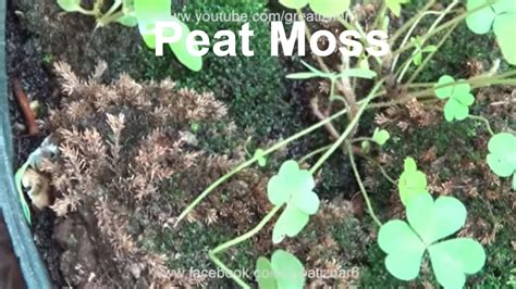 Break it up by rubbing the chunks skip the fungicide if you want to use the peat tea to add organic matter to a vegetable garden. How to Use Peat Moss | Benefits of Peat Moss | How to Make ...
