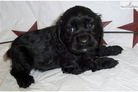 When someone is breeding puppies or breeding kittens, they are creating new dogs and cats who need. Cocker Spaniel puppy for sale near Cincinnati, Ohio ...