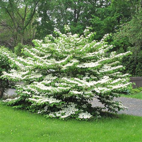 Kate bush] the world is so loud. Calin - Viburnum plicatum 'Summer Snowflake' 25-30 cm