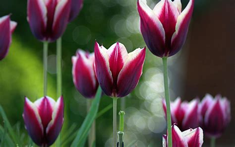 Spring Tulips Bokeh Wallpaper Free Hd Flower Wallpapers