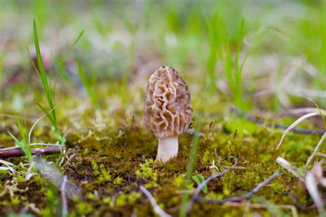 Hunt For Mushrooms This Spring At Americas Mushroom