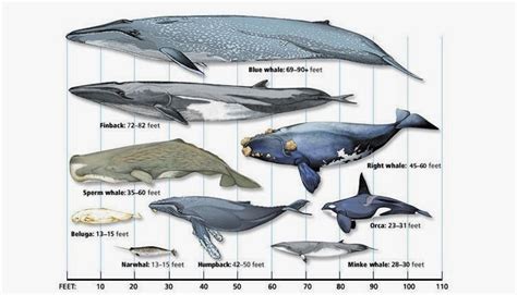 Größenverlgeich eines buckewals (megaptera novaeangliae) mit einem menschen (taucher) durchschnittlicher größe. Whales of the World
