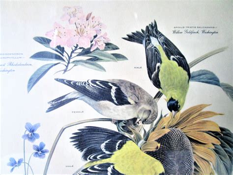 Vintage Arthur Singer Lithograph Bird And Botanical Print 6 Etsy