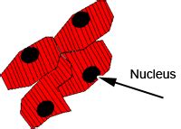 Muscle: The Histology Guide