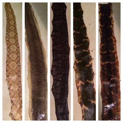 Finished Product Of Tanned Snake Skins Snake Skin How To Tan Taxidermy