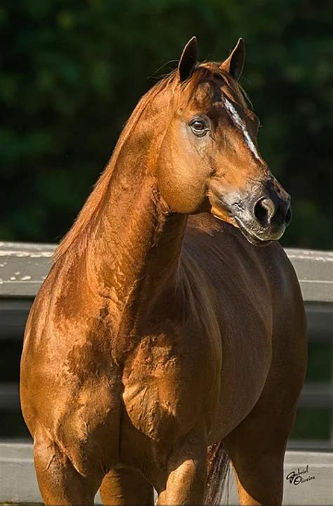 Cavalo Don Príncipe Valor