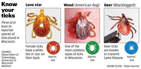 Lone Star Tick Showing Up In Badger State