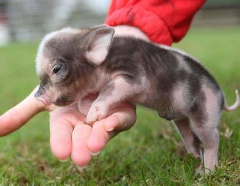 Die kleinen schweine, die auch tea cup pigs, pocket pigs oder. Teacup Schweinchen gesucht (Tiere, Schwein)