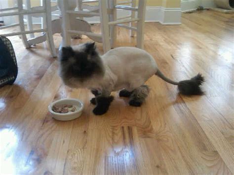 Contact cats with lion haircuts on messenger. Pin on My Cats