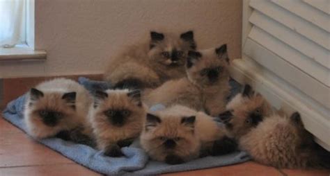 Beautiful 8 weeks kittens 2 male 2 female very playful healthy kittens. persian kittens for sale in Houston Texas | ... Himalayan ...
