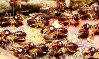 We have 210 homeowner reviews of top new orleans pest control services. How Long Does Termite Treatment Last? | New Mexico Termite ...
