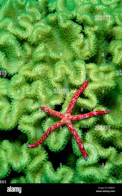 Sea Star Linckia Multiflora Stock Photo Alamy