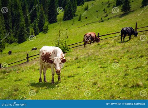 Cattle Grazing Lush Green Pasture Of Grass Near Forest On A Beautiful