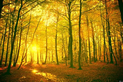 Yellow autumn forest