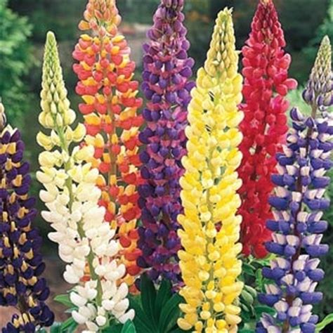Moreover, you might find berries or catkins (flowering spikes) on some shrubs, which gives them extra appeal. Mixed Lupines- perennial, zones 4-8, 30-40", full sun to ...