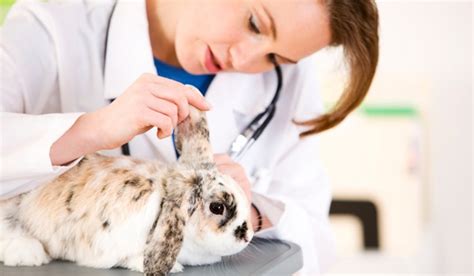 It turns out, animal hospitals are fond of humor and their jokes are. Bunny Tips: Things Every Rabbit Owner Should Know - Hop to Pop