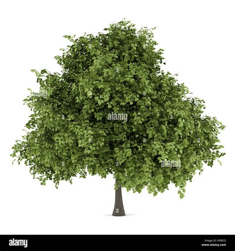Small Leaved Lime Tree Isolated On White Stock Photo Alamy