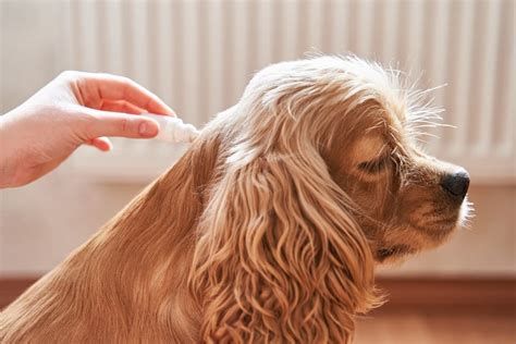 How To Treat Flea Allergies In Dogs