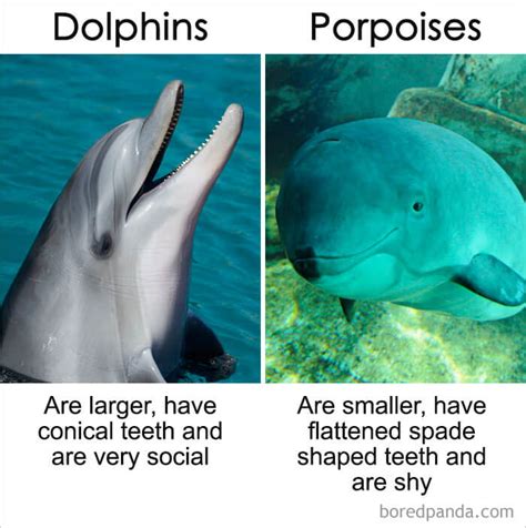 Dolphins Vs Porpoises What Are The Differences 36a