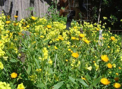 Types of yellow flowers in india. 2 types of yellow flowers and booties drying | martapiqs ...