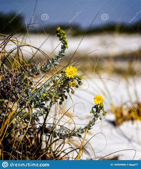 Wildflowers On The Beach Stock Photo Image Of Island 140509966