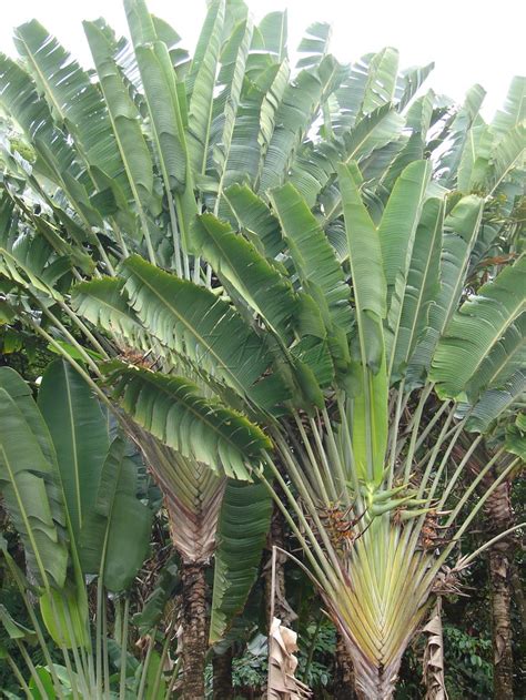 But finding them all under one roof was never possible, until now. Travellers Palm, After some research i found the banana ...