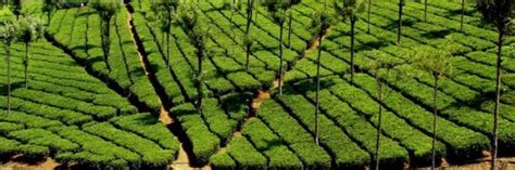 Tantea Tea Museum 2021 10 Top Things To Do In Coonoor Tamil Nadu