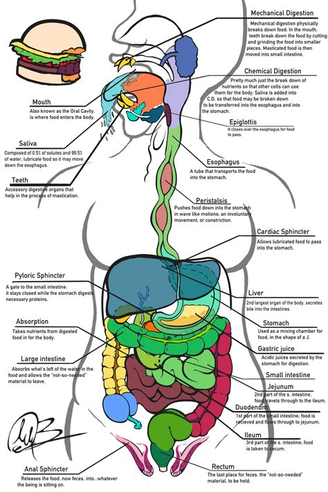 Digestive System Reference Sheet Descriptions By Mm 7 On Deviantart