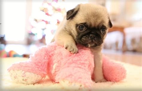 What kind of health problems do pugs have? 10 Amazing Cute Pictures of Pug Puppies That Will Make You ...