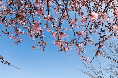 A Beautiful Cherry Blossoms Stock Image Image Of Outdoor Fresh