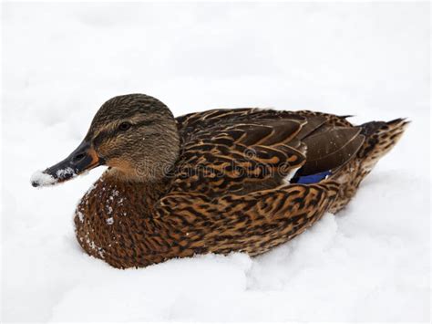 Female Mallard Duck In The Snow Stock Photo Image Of Nature Bird