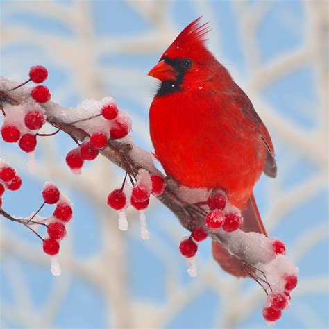 Northern cardinals are a favorite at bird feeders because of the color and inspirational melodies they bring to our lives. Winter Cardinal Wooden Jigsaw Puzzle from the Zen Puzzles ...